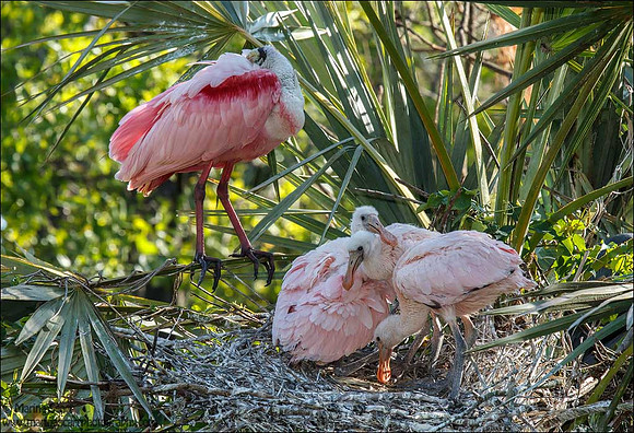Spoonbill Famly