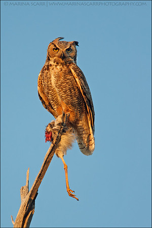Great Horned Owl & Prey