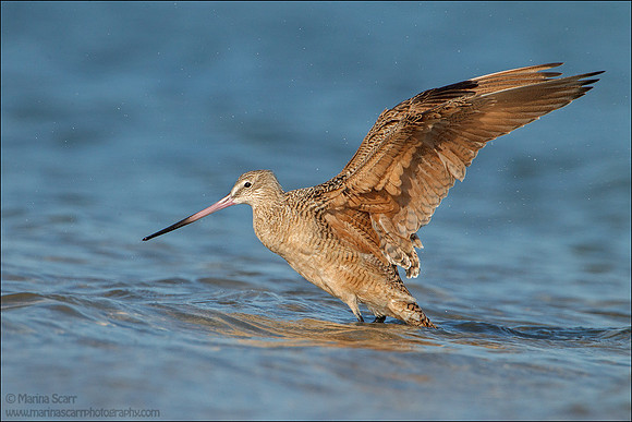 Godwit Wingflap