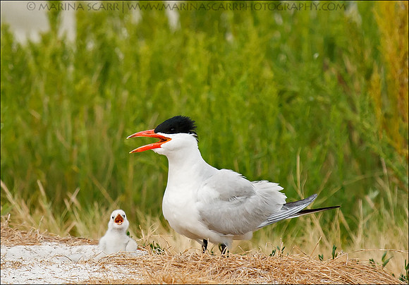 Caspian Tern & Chick