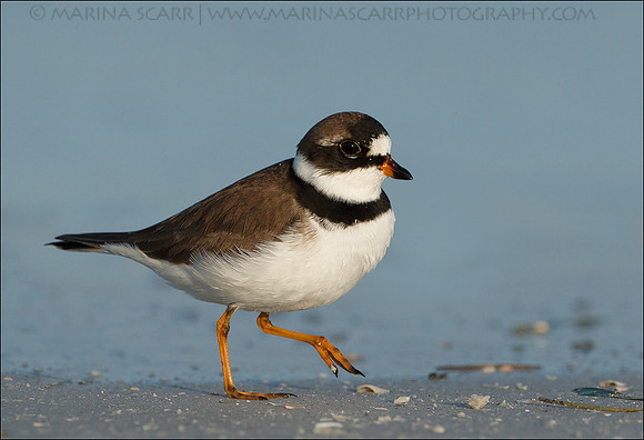 Semipalmated Plover