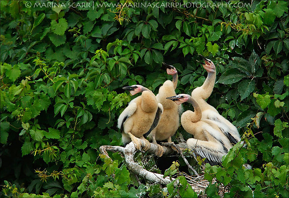 Anhinga Chicks