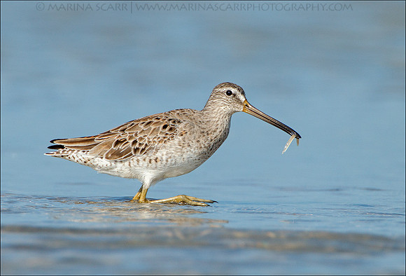 Short-billed Dowitcher