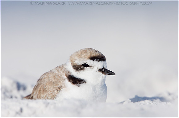 Snowy Plover - Male Resting