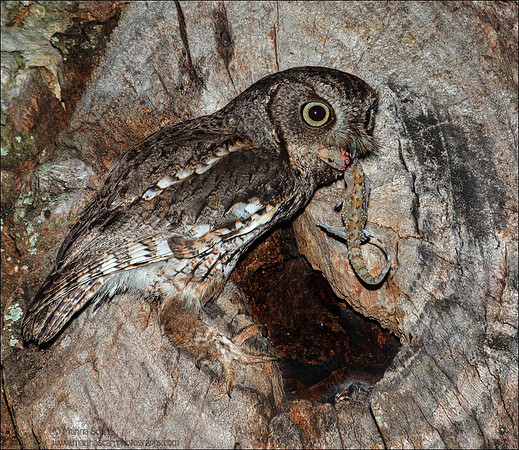Screech with Prey