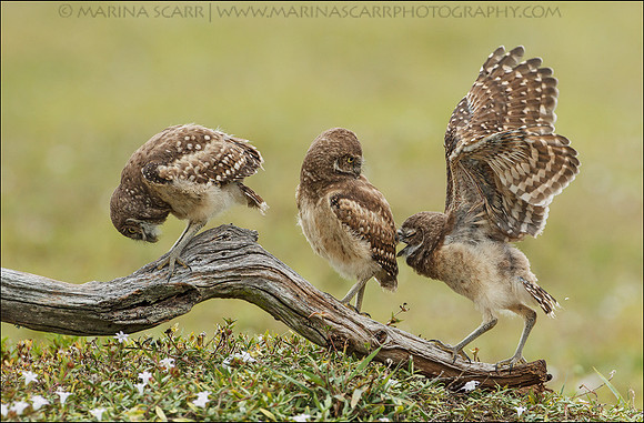 Burrowing Owlets Play Time
