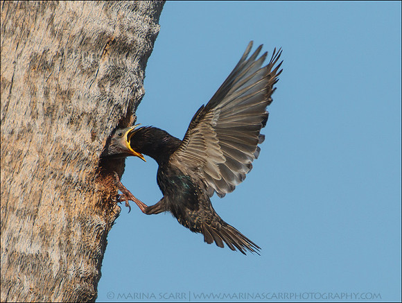 Starling Feeding Chicks