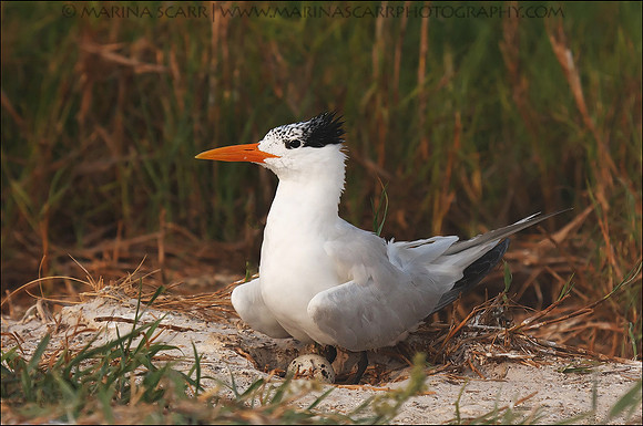 Royal Tern @ Nest