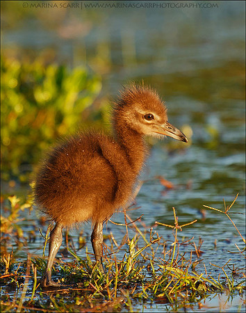 Limpkin Chick at Sunrise