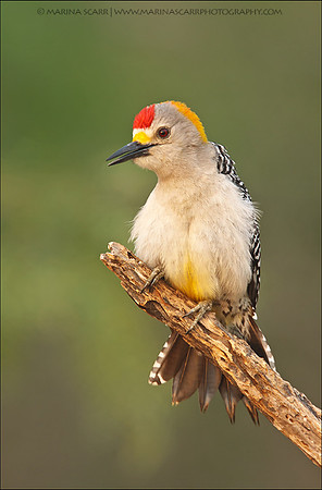Golden-fronted Woodpecker - Male Displaying