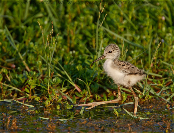 Black-necked Stilt Marching