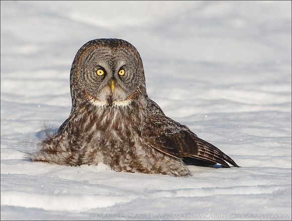 Great Grey Owl