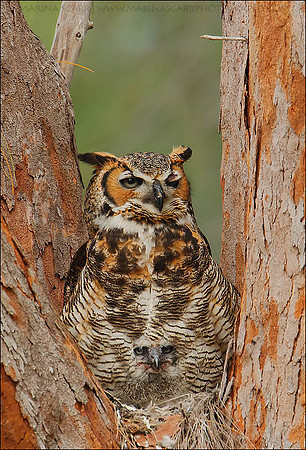 Hidden Great Horned Owlet