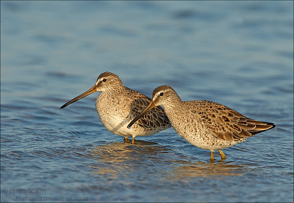 Short-billed Dowitchers