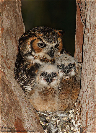 Great Horned Owl Family