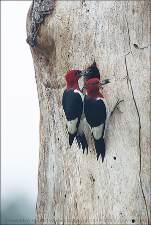 Red-headed WP Double Duty
