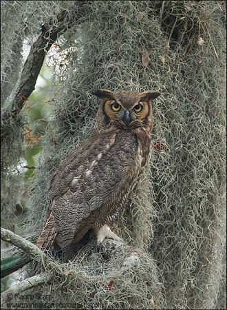 Great Horned Owl Male in Spanish Moss