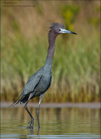 Little Blue Heron