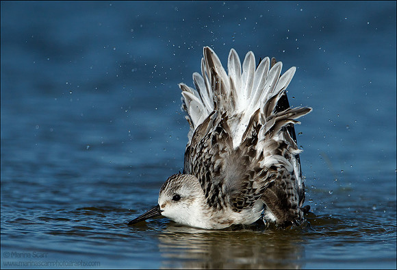 Sanderling Bathing
