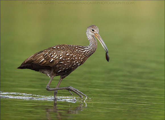Limpkin with Fresh Water Clam
