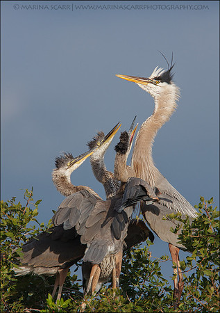 Great Blue Heron Family