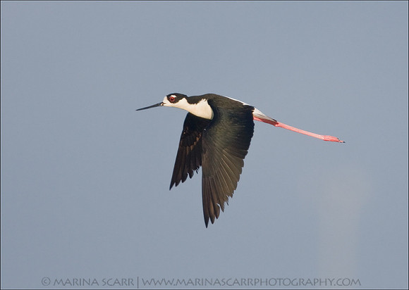 Stilt in Flight