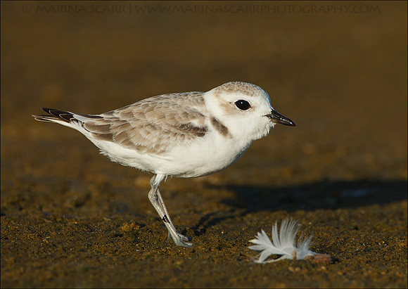 Snow Plover & Feather