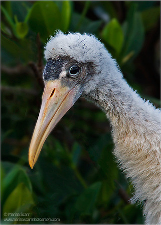 Wood Stork Chick