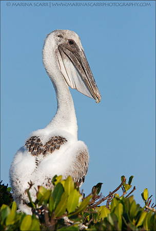 Pelican Chick with Heart of Feathers