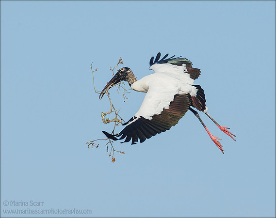 Flinthead with Nesting Material