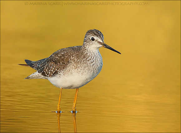 Lesser Yellowlegs