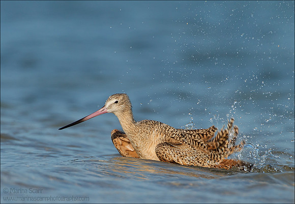 Godwit Bathing