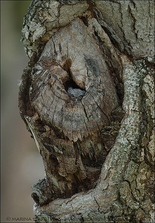 Screech Owlet Sneaking a Peak