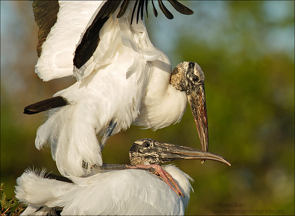 Wood Storks Mating While Beak Clapping