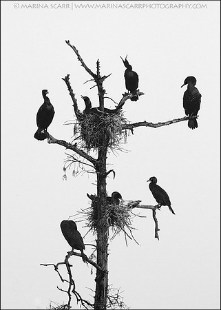 Cormorant Nest Tree