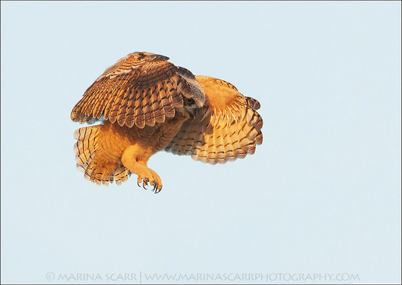 The Bouncer Testing its Wings