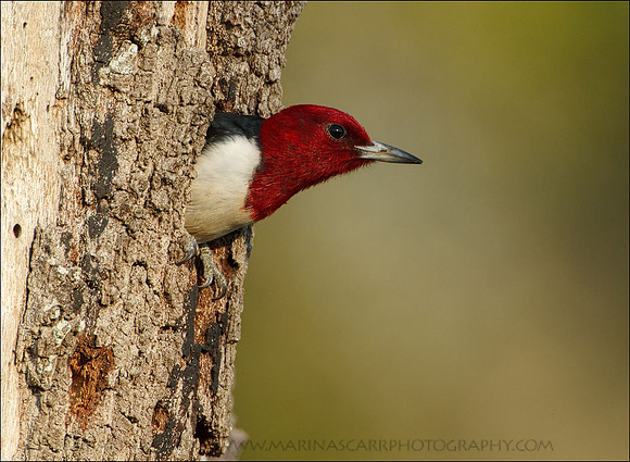 Red-headed WP