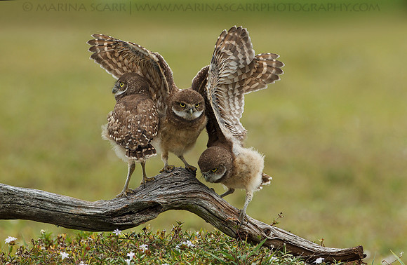 Burrowing Owlets Balancing Act