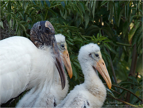 Wood Stork Family