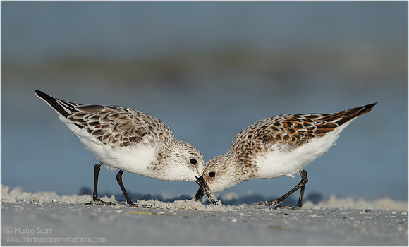 Sanderlings Foraging