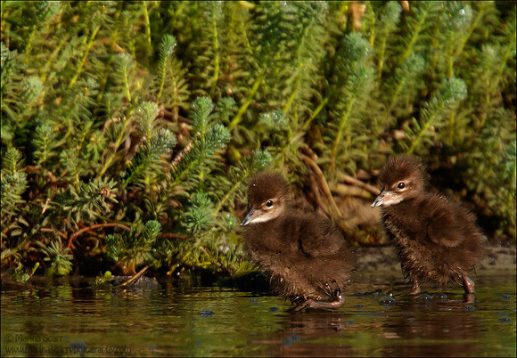 Limpkin Chicks