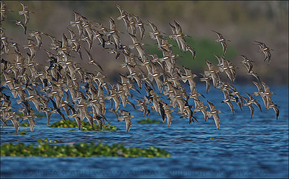 Long-billed Dowitcher Flock