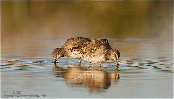 Long-billed Dowitchers Feeding