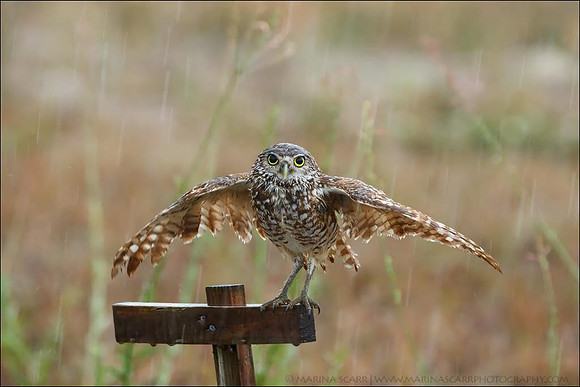 Burrowing Owl Shower