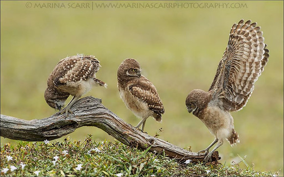 Burrowing Owl Balancing Act