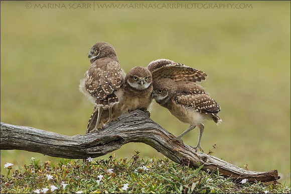Burrowing Owlets Balancing Act
