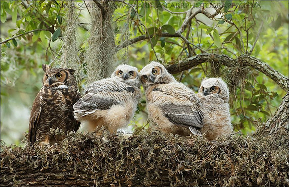 Great Horned Owl Family