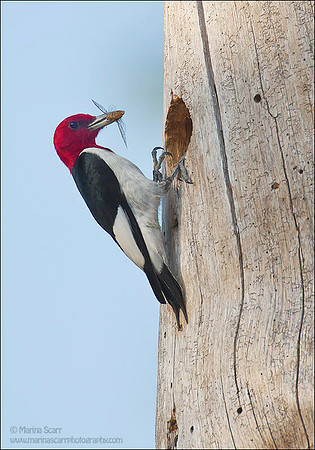 Red-headed Woodpecker Feeding