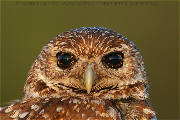 Kaleidoscope Eyes on Burrowing Owl