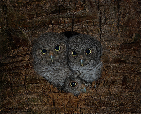 3's a Crowd - Screech Owlets